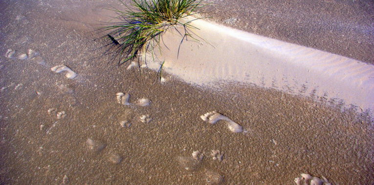 ad-hoc Krisenintervention