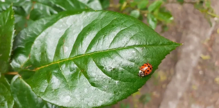 Meditative Momente – Natur | Kreativ & Life Coaching