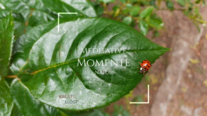 Meditative Momente – Natur | Kreativ & Life Coaching