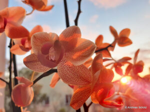 Überbrückung bis zur Kostenübernahme