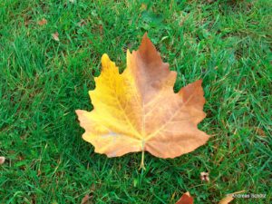 Herbstblatt der Melancholie oder Depression?