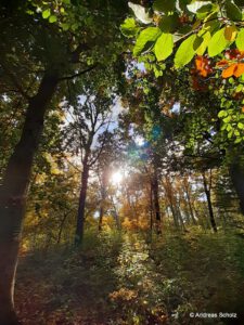Treptower Park Berlin für Natur in urbaner Umgebung